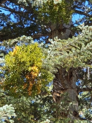 Phoradendron pauciflorum