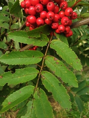 Sorbus aucuparia