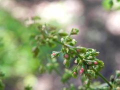 Rumex conglomeratus