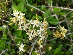 Coptosperma