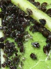 Aphis