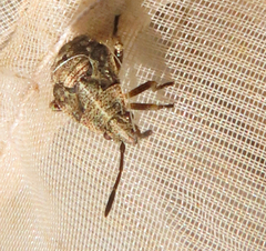 Stictopleurus punctatonervosus