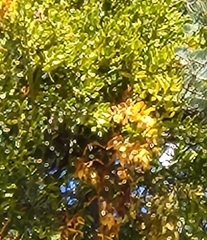 Phoradendron pauciflorum