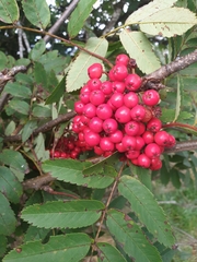 Sorbus aucuparia