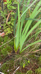 Asparagales