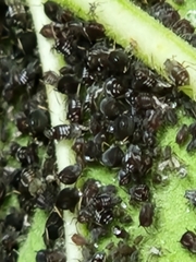 Aphis