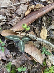 Chimaphila maculata