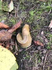 Ariolimax columbianus