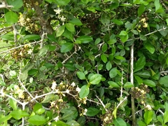 Coptosperma