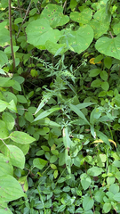Symphyotrichum lateriflorum