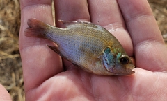 Lepomis miniatus
