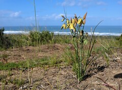 Albuca cooperi