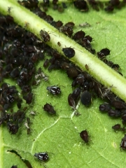 Aphis