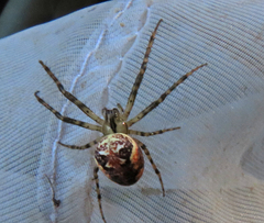 Metellina segmentata