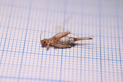 Arachnocephalus vestitus