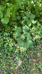 Parthenocissus inserta