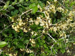 Coptosperma