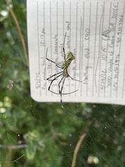 Trichonephila clavata