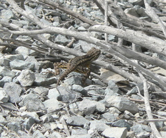 Sceloporus occidentalis longipes
