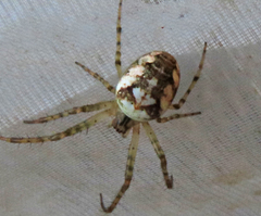 Metellina segmentata