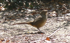 Toxostoma redivivum