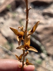 Fouquieria burragei