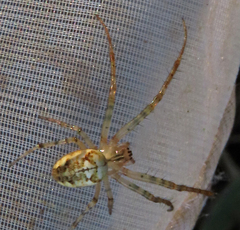 Metellina segmentata