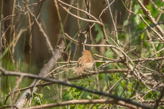 Sinosuthora webbiana