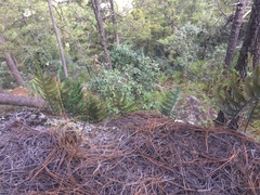 Phlebodium araneosum