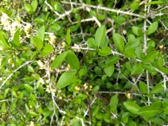 Coptosperma