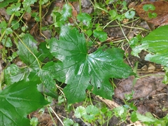 Hydrophyllum