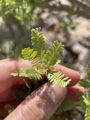Bursera microphylla