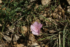 Convolvulus cantabrica