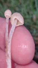 Panaeolopsis