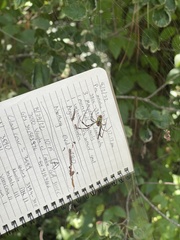 Trichonephila clavata