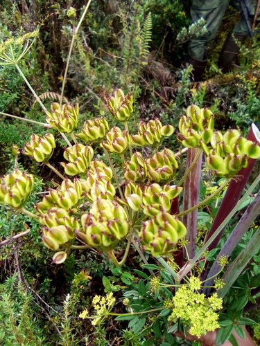 Afroligusticum runssoricum image