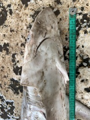 Carcharhinus brevipinna