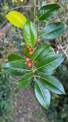 Ilex aquifolium