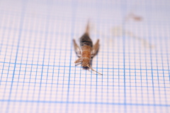 Arachnocephalus vestitus