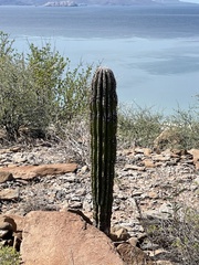 Pachycereus pringlei