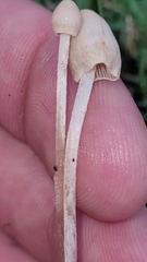 Panaeolopsis