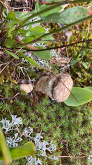 Amanita rubescens