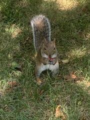 Sciurus carolinensis
