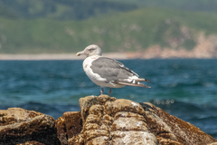Larus schistisagus