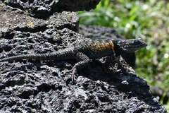 Sceloporus torquatus