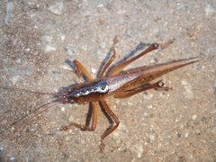 Iaratrox