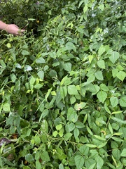 Amphicarpaea bracteata