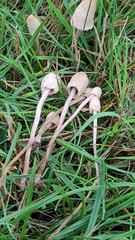 Panaeolopsis