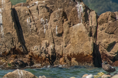 Histrionicus histrionicus