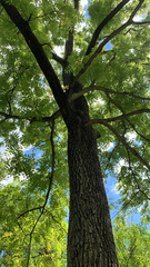 Juglans nigra